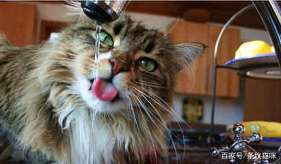 貓碗可以在廚房洗嗎?貓可以養(yǎng)在廚房里嗎?