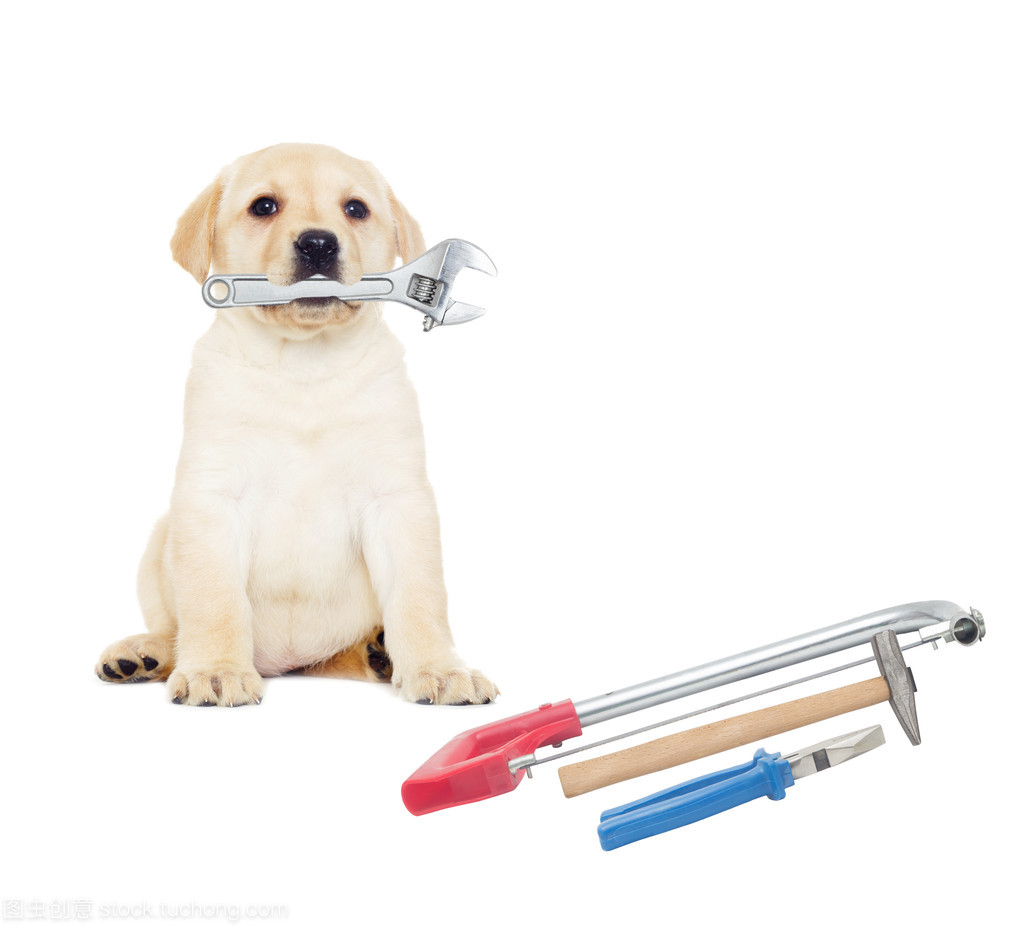 家用廚具有哪些?狗廚房的狗糧怎么辦?